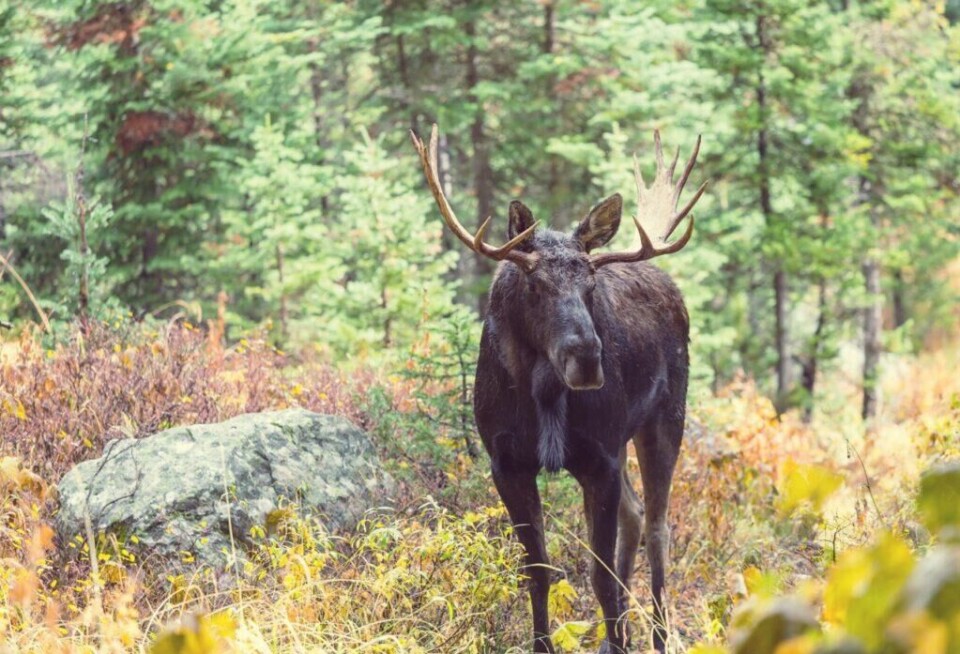 Elg er verdens største hjortevilt og de største hannelgene kan veie helt opp mot 800 kilo. Her får du oversikt over når du kan jakte på elg i 2023. (Foto: Colourbox.com) Bilde av elg ute i naturen. Her får du oversikt over når du kan jakte på elg i 2023.