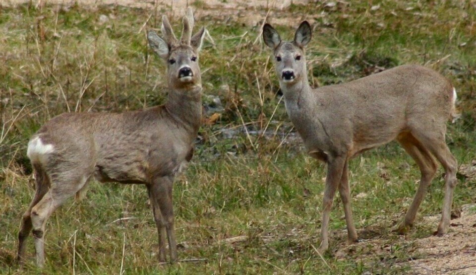 Rådyr er en del av hjortefamilien og europeisk rådyr eller vestlig rådyr er det minste av hjortedyrene som lever i Skandinavia. Fra 25. september til 23. desember åpnes det for ordinær rådyrjakt. (Foto: ojo / Wikimedia / CC-BY-SA 3.0) Bilde av en rådyrbukk og rådyrhunn. Vi gir deg overtsiken over når du kan gå på rådyrjakt, både sesong, tider og regler, i 2023.