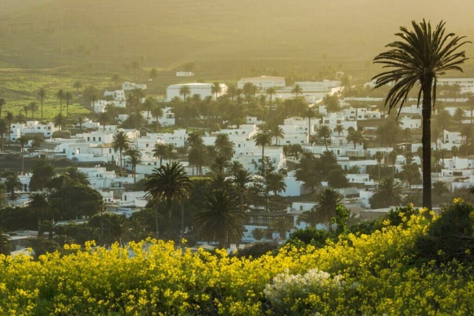 Haría er en sjarmerende liten by nord på Lanzarote. Byen hevdes å være en av de grønneste stedene på øya på grunn av stedets særegne mikroklima, noe som gir god grobunn for et stort mangfold forskjellige typer planter (spain.info.en). (Foto: Apollo) Palmer og hvite hus i byen Haría på Lanzarote
