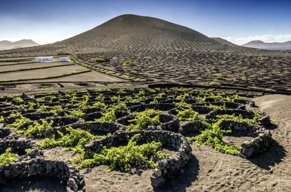 På Lanzarote i Spania kan du nyte vinsmaking på vulkanske vingårder, med fantastisk og særegen utsikt. (Foto: Apollo) Vulkanske vingårder på La Geria på Lanzarote