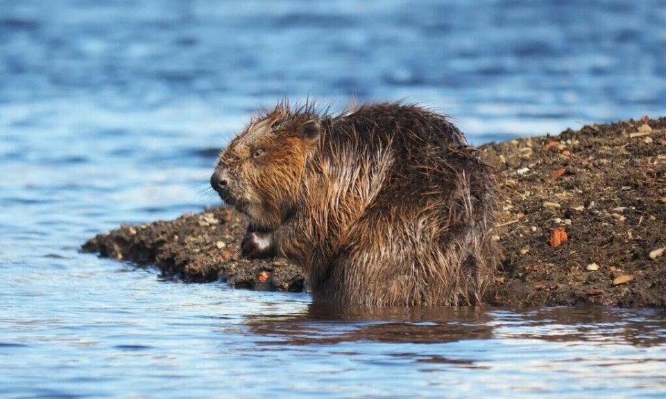 Beverne er de største gnagerne på den nordlige halvkule, og bare det søramerikanske flodsvinet blir større i hele verden. En jakter etter bever blant annet for pelsen og som ingrediens til middagsbordet. (Foto: Colourbox.com) Jakt: Bever som sitter i vannkanten. Her får du oversikt over når du kan gå på beverjakt i 2023.