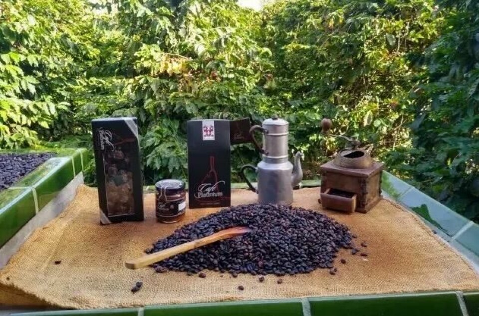 Visste du at Gran Canaria er kjent for kaffe? Vi forklarer hvorfor, samt gir deg fire andre spennende fakta om den populære Kanariøyen. (Foto: Cafe Platinum) Bilde av et bord med kaffebønner og pakker med kaffe fra Gran Canaria. I bakgrunnen er det en rekke kaffeplanter. Vi gir deg fem spennende fakta om den populære Kanariøyen.