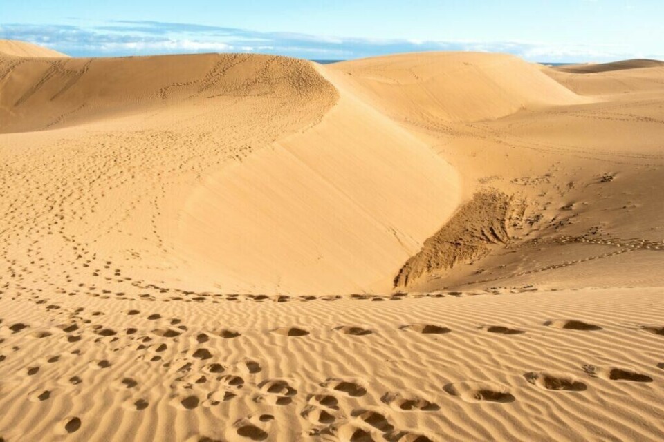 Sanddynene i Maspalomas er en kjent attraksjon på Gran Canaria, men vet du hva som skapte dem? Vi gir deg fem spennende fakta om den populære Kanariøyen. (Foto: Colourbox) Bilde av gyldne sandyner i Maspalomas på Gran Canaria. Vi gir deg fem spennende fakta om den populære Kanariøyen.