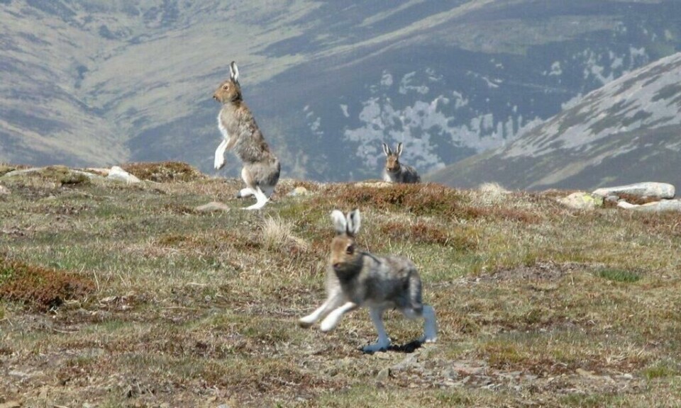 Harejakt med harehund den eldste sportsjakten i Norge. (Foto: GariochT / Wikimedia / CC BY-SA 3.0) Jakt: Harer hoppende på gress på fjell. Vi gir deg oversikt over regler og jaktsesong, samt tider for harejakt i Norge i 2023.