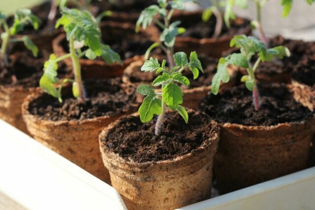 De små tomatplantene skal levere god vekst og stor avling med søte tomater. Her får du vite hvordan du steller tomatplantene for å få en god avling. (Foto: Colourbox)