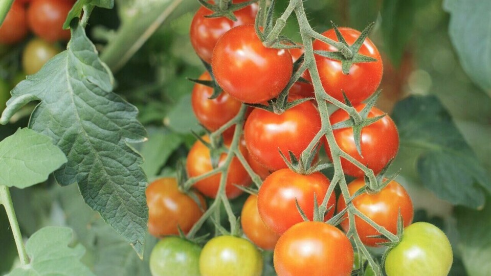 For å levere en god avling må plantene være sterke og få nok næring (Foto: Colourbox) Tomatplante med modne tomater