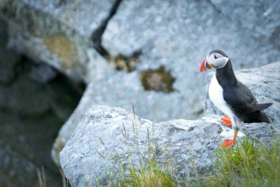 Folk reiser fra hele verden for å observere lundefugler på fugleøya Runde langs Atlanterhavsveien. (Foto: Colourbox) lundefugl blir kalt puffen bird på engelsk. den kan sees på fugleøya runde langs atlanterhavsveien