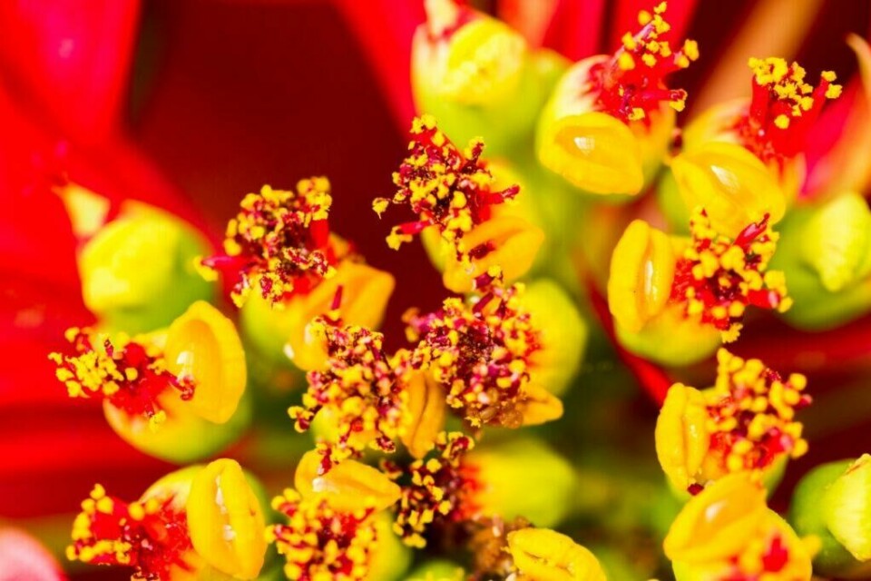 Vi tror ofte de fargede bladene på julestjernen er blomsten. Men det er faktisk disse på bildet som er blomstene. Klipp av disse, og julestjernen blir mer allergivennlige.