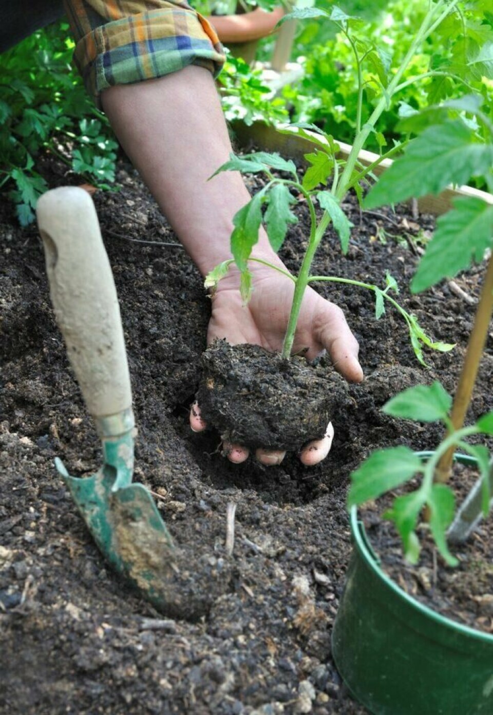 Plant tomatene dypt for å få en større rotklump. En stor rot vil kunne gi kraftigere vekst med større avling. (Foto: Colourbox) Planting av tomatplante