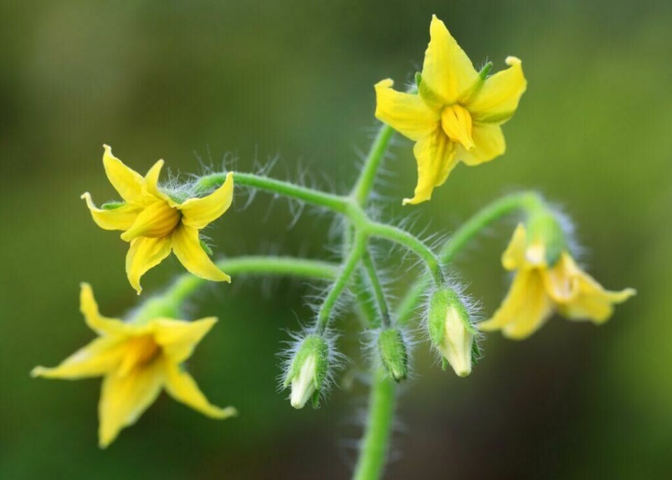 Står tomatene i drivhus med lite insekter er det lurt å riste litt på blomstene en gang i blant for å hjelpe til med bestøvningen. (Foto: Colourbox) Blomst på tomatplante