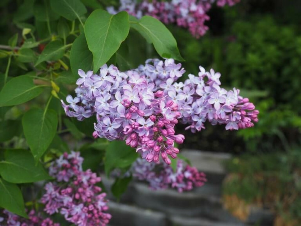 Blomsterknoppene på vårblomstrende busker, som syrin, blir som regel dannet året før. En beskjæring umiddelbart etter blomstring er derfor lurt. Dette er hvordan du beskjærer vårblomstrende busker som syrin. (Foto: SkarpiHagen.no) Blomsterknopper og blomster på en lilla syrinbusk, vi viser hvordan man beskjærer syrin.