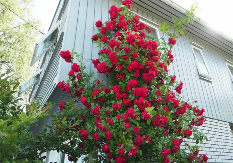 Klatreroser trenger kun beskjæring hvis vi skal fornye grener eller hvis de blir for store. Syke og visne grener skal selvsagt bort. Her er rosen Flammentanz i fri utfoldelse. (Foto: SkarpiHagen.no) Klatreroser i nydelig rød opp møt grå husvegg.
