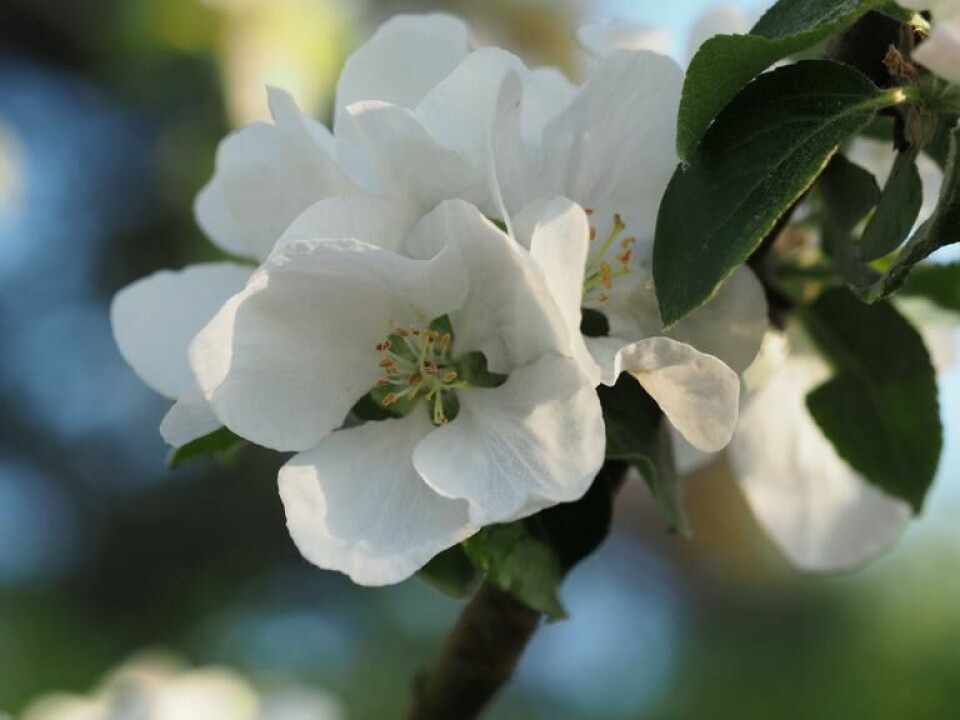 Epleblomster er en av de herlige tegnene på at forsommeren er godt i gang. Klipper vi slik at det er luft og lys til frukten blir de både større og søtere. Her får du vite hvordan man beskjærer både epletrær og plommetrær. (Foto: SkarpiHagen.no) Nærbilde av hvite epleblomster på grein.