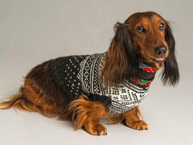 Strikkeoppskrifter: Strikkegenser til hund