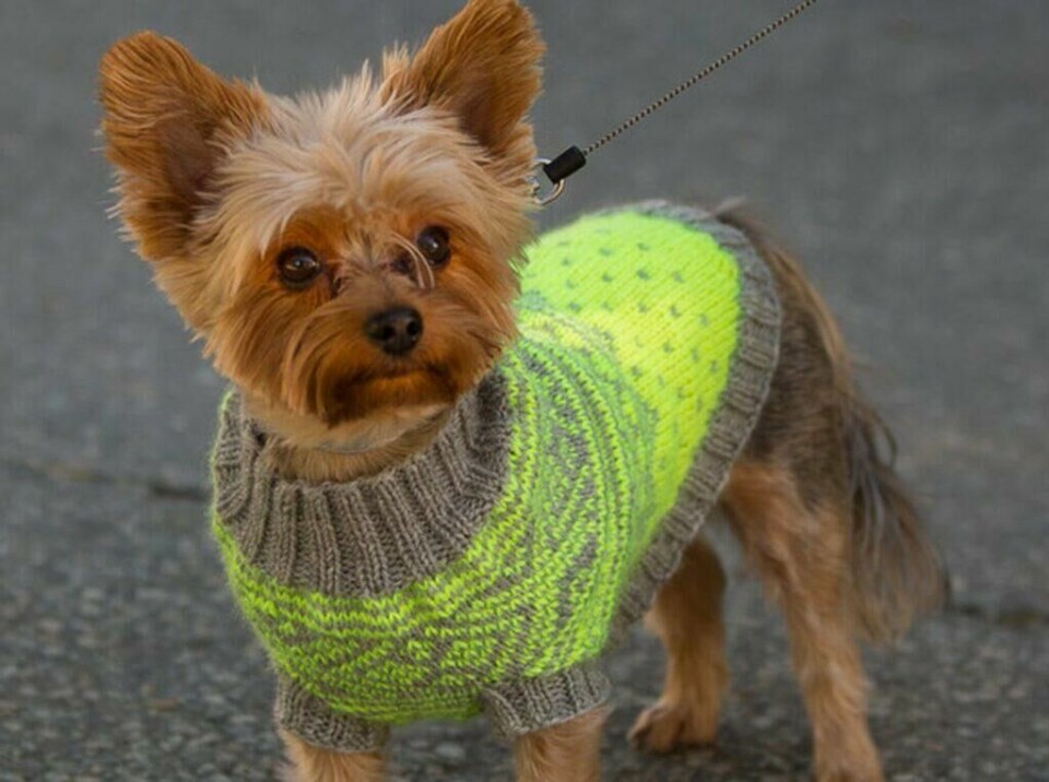Strikk en helt egen refleksvest i garnet Viking Reflex og Viking Sportsragg til hunden din. (Foto: Knittingroom) Yorkshire terrier i signalgul strikkegenser med Marius-mønster.