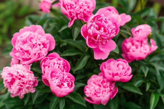 Peoner har blitt en kjempepopulær sommerblomst i Norge, og ikke uten grunn, for denne er både flott å se på og robust. Vi har snakket med hageekspert Espen Skarphagen, og forteller alt du trenger å vite om den populære planten. (Foto: Colourbox)