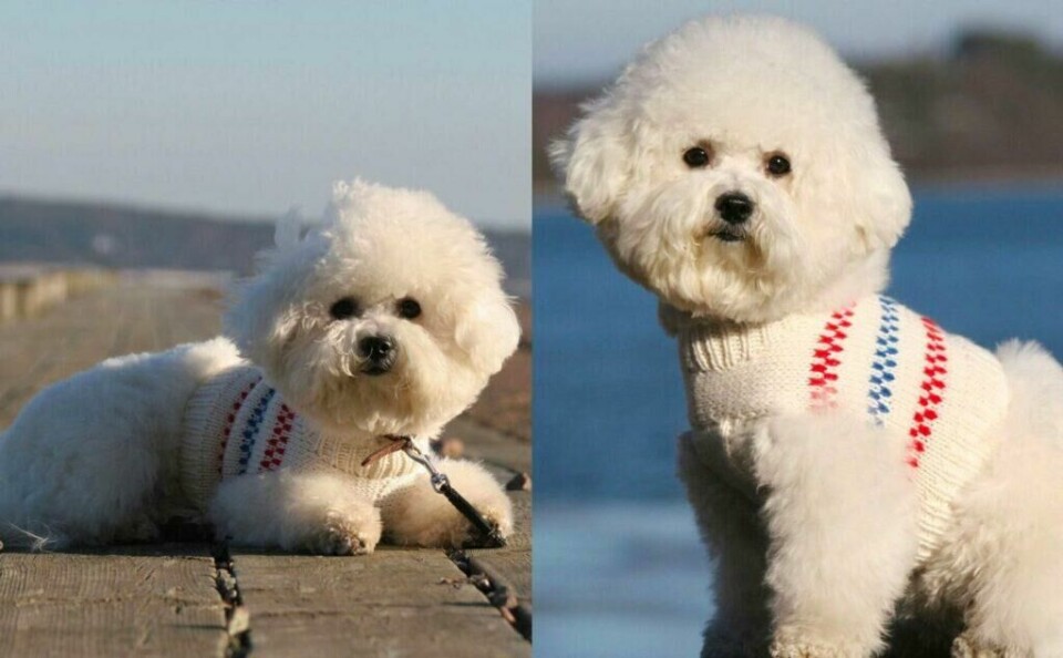 Med de blå og røde stripene er denne hundegenseren svært lik Pippi Langstrømpes genser. (Foto: Knittingroom) Puddel i hvit strikkegenser med striper i blått og rødt.