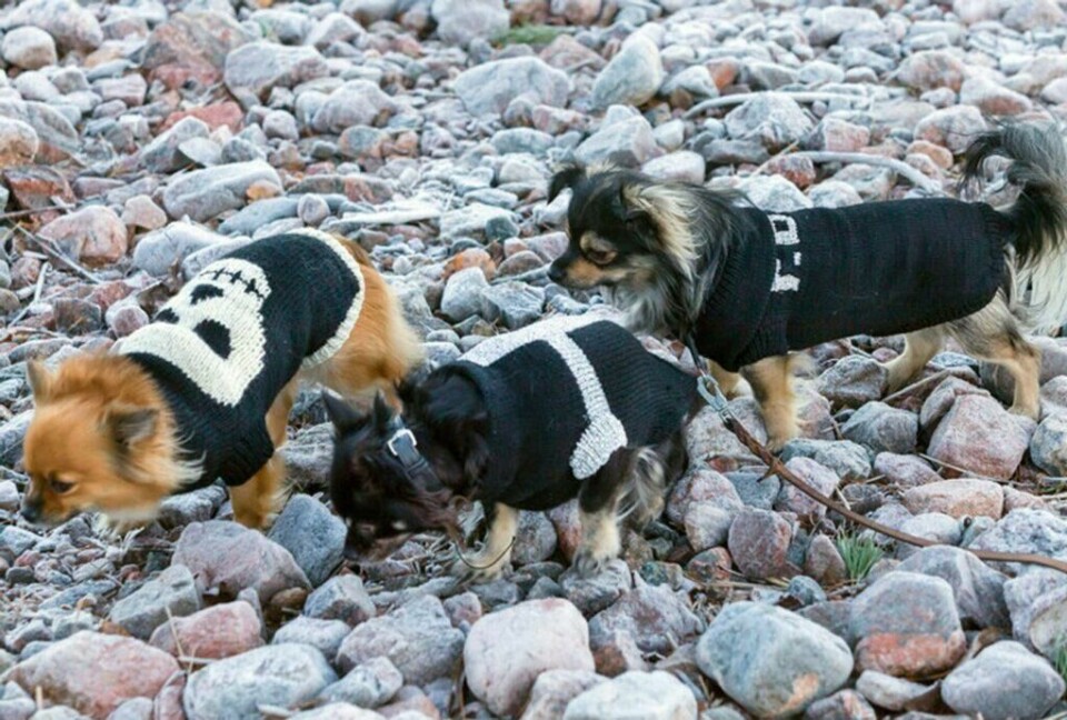 Tøffe hundedekken i garnet Reflex, Fuga, Raggi og Mio fra Järbo. (Foto: Knittingroom) Tre små hunder i gensere i svart garn og refleksgarn med ulike mønstre.