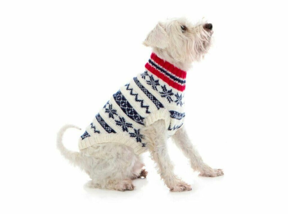 Hundegenser i nasjonalfarger strikket i garnet Viking Sportsragg. (Foto: Knittingroom) Liten hvit hund i strikkegenser i nasjonalfarger.