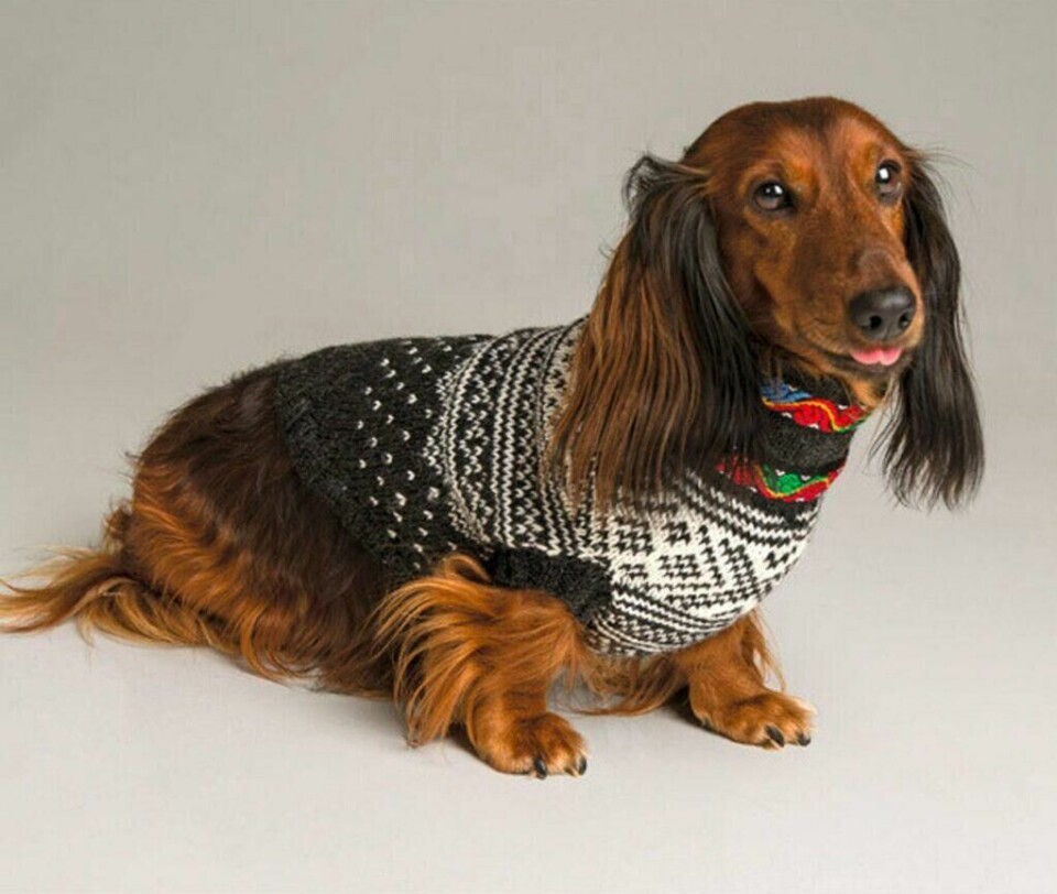 Setesdalskofte bare som genser til hund. (Foto: Knittingroom) Dachs i genser inspirert av den klassiske Setesdalskofta.