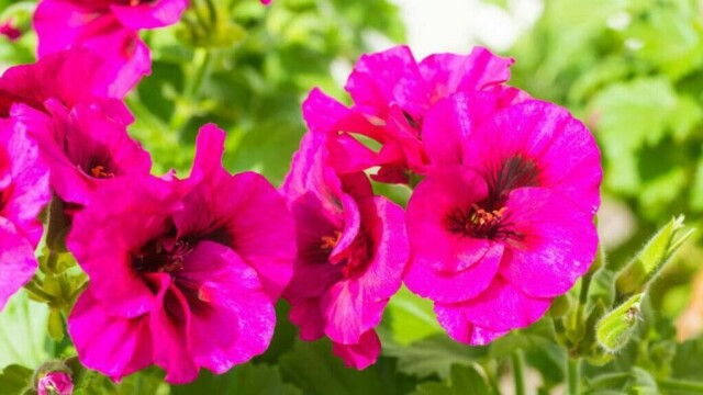 Det er kjedelig å komme hjem til visne geranium etter sommerferien. Det slipper du med et automatisk vanningssystem. (Foto: Colourbox)