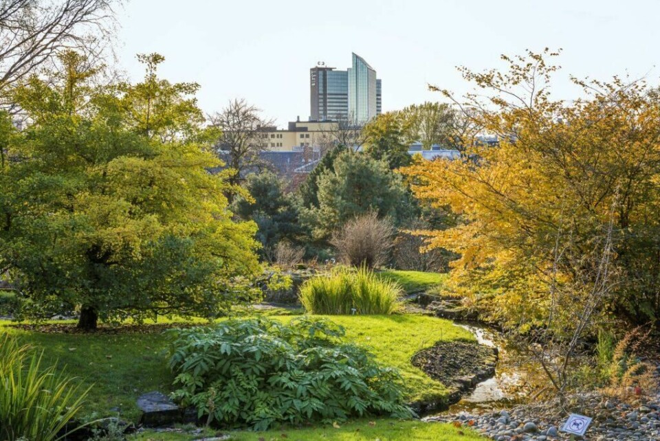 Natur vs. by er det du møter i idylliske Botanisk Hage midt i Oslo. (Foto: VisitOSLO/Didrick Stenersen) Bilde av Botanisk Hage på Tøyen med høye blokker og Oslo sentrum i bakgrunnen.