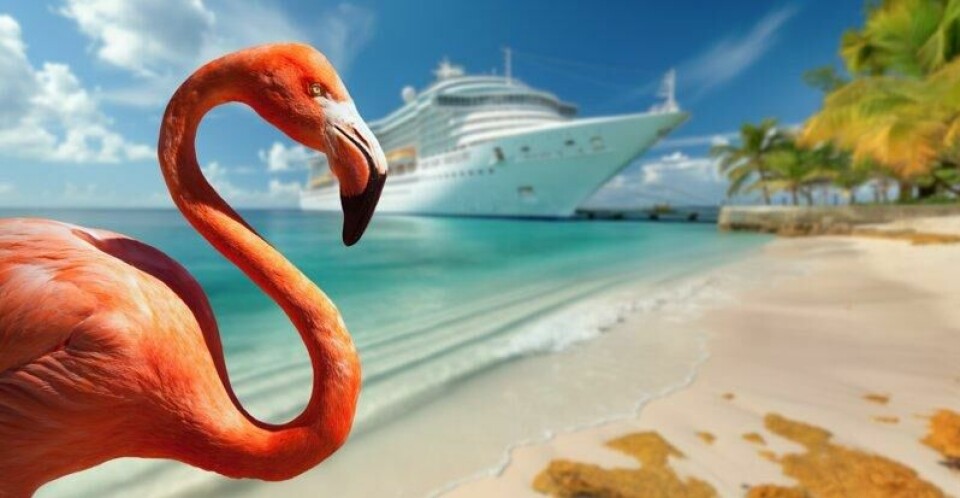 Flamingo + cruise = uformelt forhold og uforpliktende sex. Flamingo + cruise = uformelt forhold og uforpliktende sex. Foto: Andy Dean Photography / Shutterstock / NTB