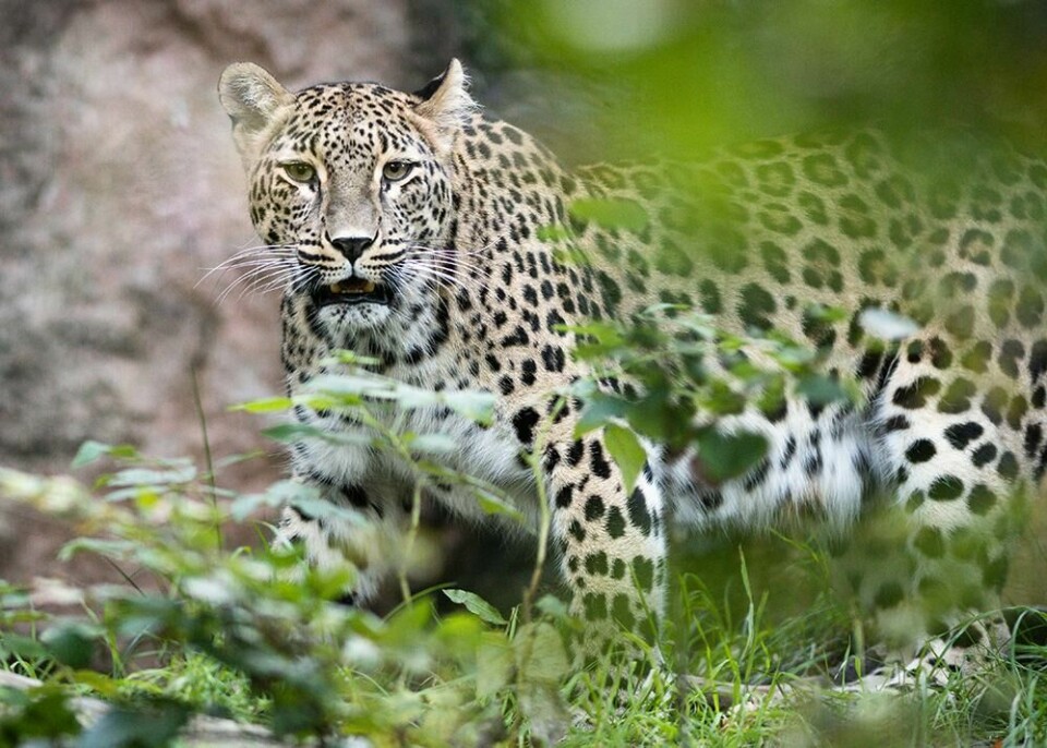 Vakker persisk leopard i fornøyelsesparken Nordens ark i Sverige. (Foto: Nordens Ark/ Marie Mattsson) Bilde av persisk leopard i fornøyelsesparken Nordens ark i Sverige.
