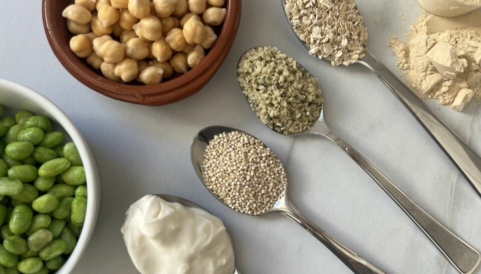 Kutter du tre prosent, vil det – med et gjennomsnittlig kaloriinntak per dag på 2000 kilokalorier – si 15 gram protein. Dette tilsvarer å kutte ut to egg, en femtedel av en pakke kjøttdeig eller 80 gram kyllingfilet. Bildet du har delt viser en rekke plantebaserte proteinkilder, presentert på en ren overflate med ulike ingredienser i skåler og skjeer. Her er en beskrivelse av innholdet:
🥄 Ingredienser (fra venstre til høyre):
Øverst til venstre: En brun leirskål fylt med kokte kikerter.
Nederst til venstre: En hvit skål med edamamebønner (grønne soyabønner).
Midten nederst: En skje med gresk yoghurt eller plantebasert yoghurt.
Tre skjeer i midten (fra øverst til nederst):
Havregryn
Hampfrø
Quinoa
Øverst til høyre: En scoop med proteinpulver, sannsynligvis plantebasert (muligens ert- eller soyaprotein).