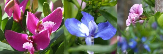 Polygala (til venstre),Lobelia (i midten) og Calibrachola (til høyre) er flotte å ha i blomsterpotter - og vil holde gjennom store deler av sommeren. (Foto: Miriam Schjetlein)