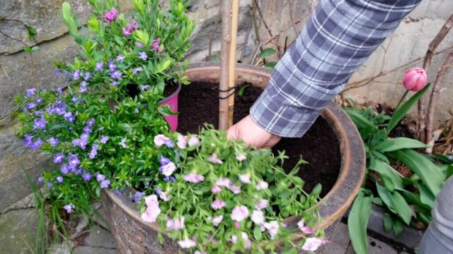 Plasser blomstene oppå jorda før du planter dem. På den måten ser du om fargene og blomstene passer sammen. (Foto: Miriam Schjetlein)