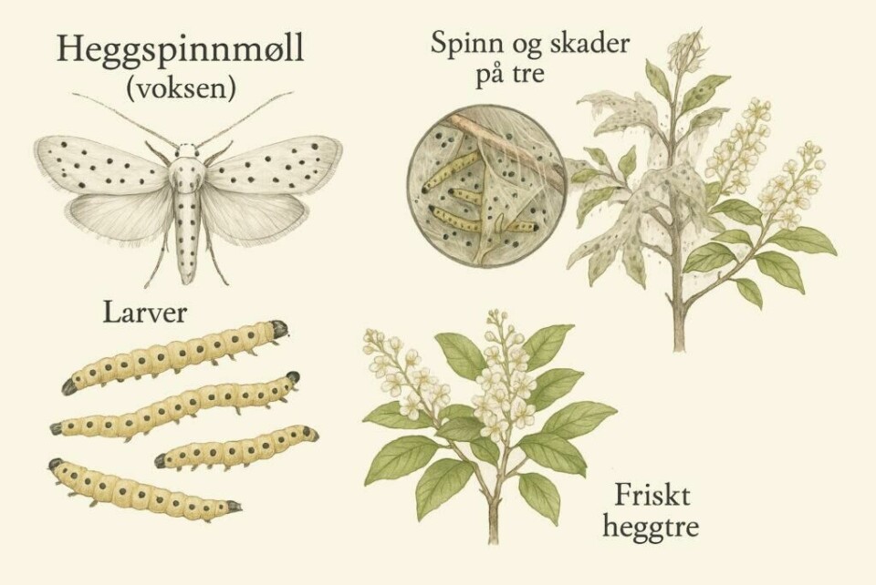 Illustrasjonen viser hele livssyklusen til heggspinnmøllen – fra egg til larve og voksen insekt. (Foto: Kreative Ideer) Illustrasjonen viser hele livssyklusen til heggspinnmøllen – fra egg til larve og voksen insekt.