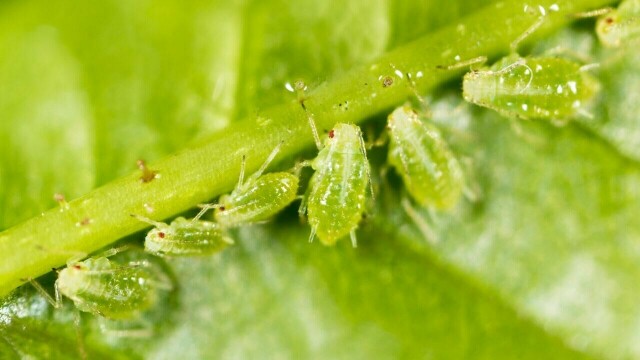Bladlus angriper plantens myke vekstpunkter og kan raskt gjøre stor skade om de ikke oppdages i tide. Heldigvis finnes det enkle og giftfrie måter å bli kvitt dem på. (Foto: Colourbox)