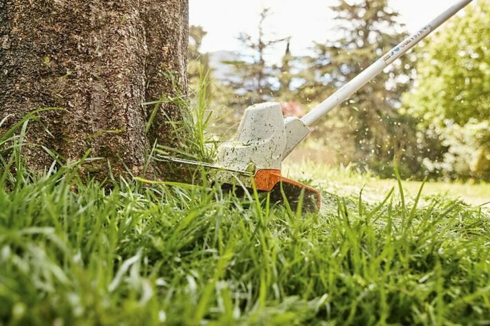 Med en kantklipper/gresstrimmer kommer du tettere på trær og busker enn med en vanlig gressklipper. (Foto: Stihl / Garden Store) Bilde av kantklipper som klipper gress rundt stammen på et tre i hage.