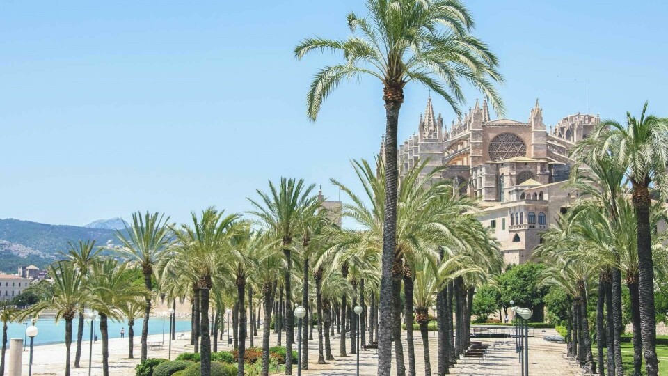 Solfylt sommerdag i Palma de Mallorca: Palmetrær og gotisk prakt ved La Seu-katedralen – perfekt for deg som sikrer deg restplass i juni. Du ser en bred, steinlagt promenade kantet av høye palmetrær som strekker seg mot en knallblå himmel. Til venstre skimtes et klart, turkisblått hav, og til høyre reiser en imponerende, gammel katedral seg i gyllen stein, med spisse tårn og gotiske detaljer. Bygningens fasade er rik på ornamentikk, og den troner over byen som et majestetisk blikkfang. Alt er badet i skarp, varm sol, og det er få mennesker i området, noe som gir et rolig og postkortaktig preg.