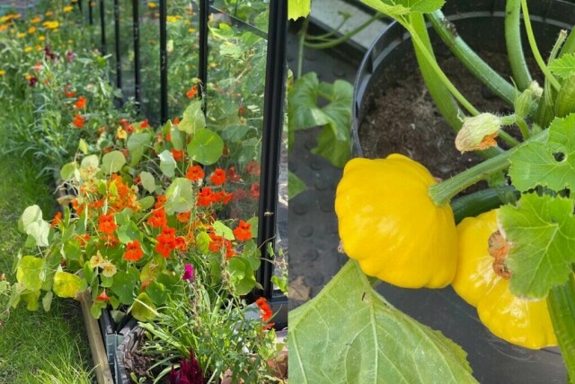Plantekasser kan settes både inni og utenfor drivhuset, her med vakre blomster og egendyrket squash. (Foto: Miriam Schjetlein)