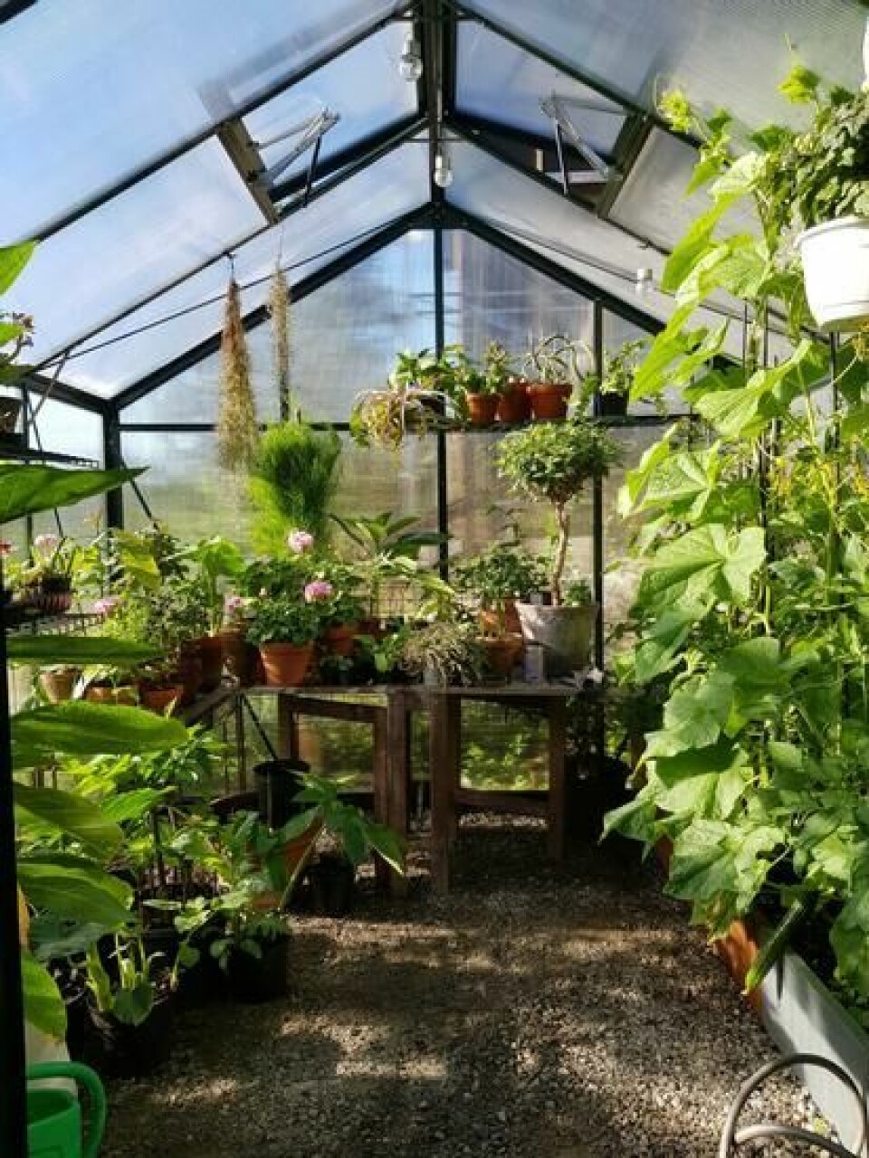 I drivhuset kan du dyrke det meste av varmekjære planter. Tomat og agurk er selvskrevne for at de skal gi en god avling. Frodig drivhus med masse grønt, grønnsaker og blomster hos Espen Skarphagen.