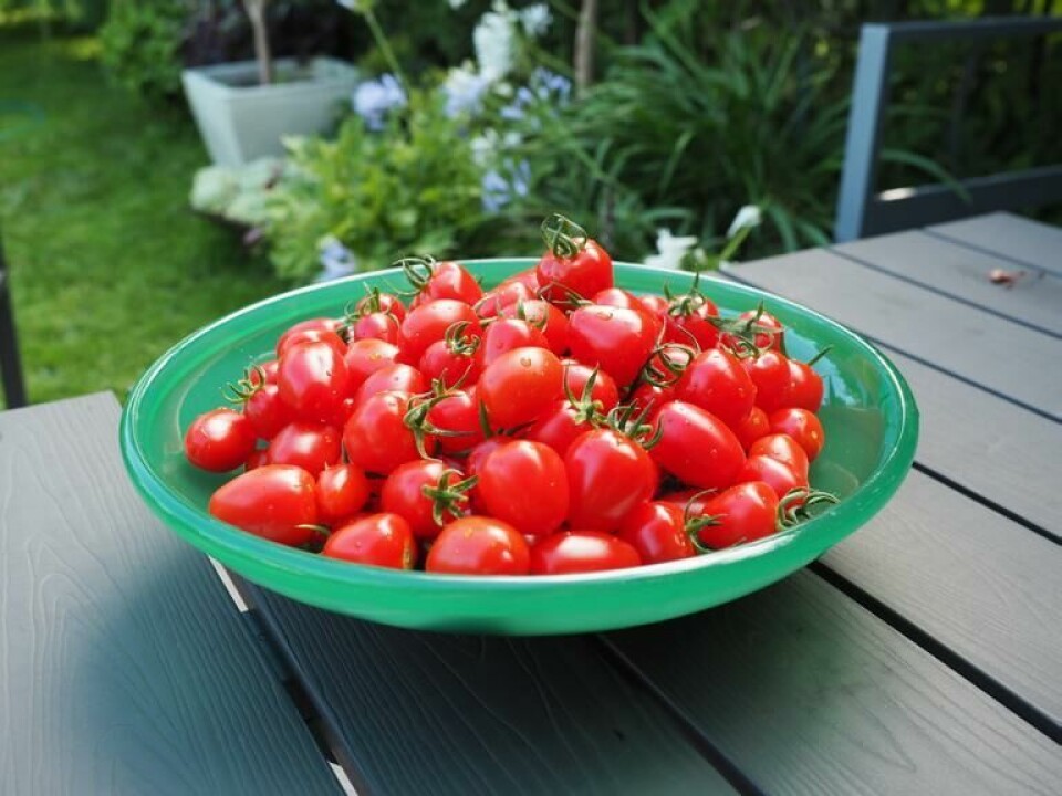 Det finnes nesten ikke noe bedre en solmodne søter tomater som kan plukkes direkte fra planta. (Foto: Espen Skarphagen / Skarpihagen.no) Tomater i grønn skål på hagebord i frodig hage, fra drivhuset til Espen Skarphagen.