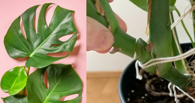 Det er enkelt å ta stikling av monstera - finn den lille noden og klipp under. Vi viser deg hvordan du tar stikling av en monstera deliciosa og hvordan du planter den i jord etterpå! (Foto: Kreative Ideer)
