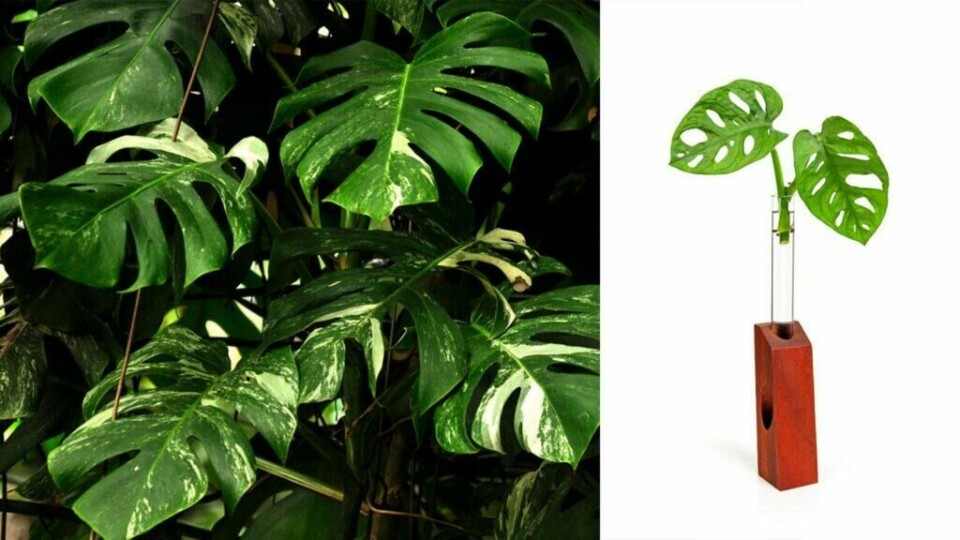 Enten du har den klassiske, store varianten Monstera Deliciosa, Monstera Adansonii (også kalt Monkey Mask) eller den sjeldne og verdifulle variasjonen Monstera Variegata er fremgangsmåten for å ta stiklinger den samme. (Foto: Colourbox.com) To forskjellige bilder av planter av slekten Monstera, som er kjent for sine dekorative blader. På venstre side av bildet er det en nærbildevisning av en Monstera plante med store, grønne blader som har karakteristiske spalter og hull. Bladene har en variert tekstur med enkelte områder av lysere grønne nyanser som gir en marmoreffekt.På høyre side av bildet er det en enkel, moderne plantevase med en plante som kalles Monkey mask plassert i en glassbeholder. Vasen er laget av tre og har en minimalistisk design med rette linjer, som gir en stilren og elegant look. Bladet i vasen har også spalter og hull, noe som er typisk for Monstera-arter. Vi svarer på hvordan du tar stikling av monstera deliciosa og hvordan du planet stikling av monstera. (Noen vil kalle det for en avlegger)