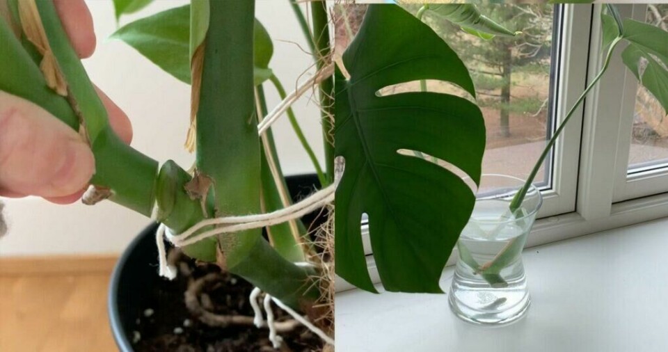 Setter du Monstera-stiklingen i vann er det dessuten dekorativt å ha i vinduskarmen mens du venter på at roten skal vokse ut. (Foto: Kreative Ideer)