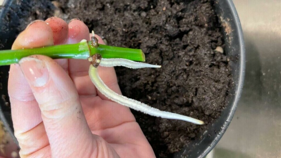 Slik ser røttene til monstera-stiklingen ut etter å fått stå et par uker i vann. Nå er røttene klare til å plantes i jord. (Foto: Kreative Ideer)