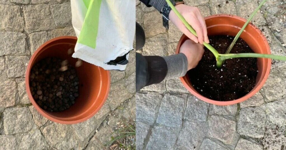 Husk å gi monstera-stiklingen luftig jord for god drenering. Her bruker vi et lag lecakuler i bunn, før vi fyller opp med god plantejord. (Foto: Kreative Ideer)