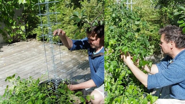 Slik lager du espalier til tomatplantene dine – stødig og plassbesparende støtte av armeringsnett i krukke. (Foto: Espen Skarphagen)