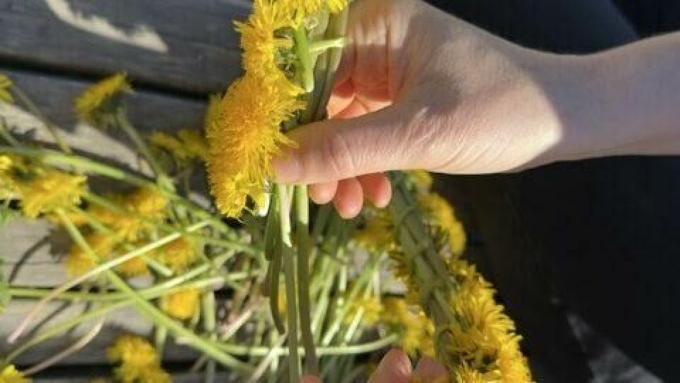Hvordan lage blomsterkrans av løvetann til håret – steg for steg To hender fletter sammen stilkene til løvetann i sollys på en terrasse. Lag en enkel og naturlig blomsterkrans til håret med løvetann – perfekt til barn, fest og sommerlek